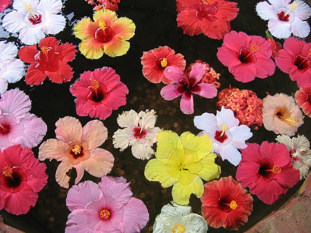 Free Hibiscus Flower Background photo and picture