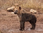 hyene puppy, hyene, wildlife