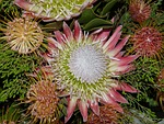 south africa, garden route, protea