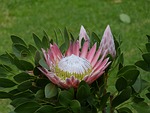 south africa, garden route, protea