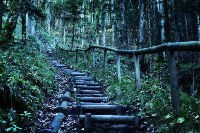 Free Hike Forest photo and picture