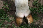 cow, foot, cattle
