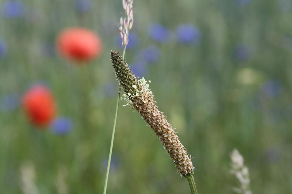 Poppy Field Free photo on Pixabay Pixabay