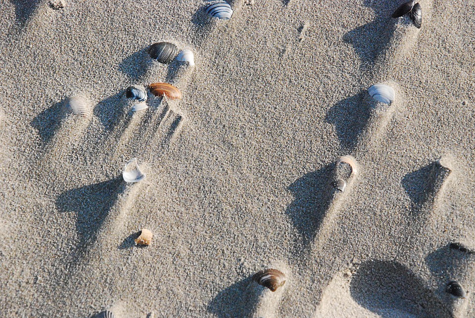 Beach Shellfish Sand Sandy Free photo on Pixabay Pixabay