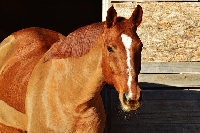 Paard, Dier, Paardrijden, Reiterhof