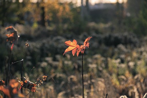 단풍, 자연, 떨어지다, 나뭇잎, 밝은, 단풍잎, 나무 잎, 주황색