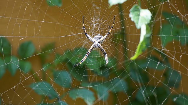 Aranha, Aracnídeo, Web, Inseto