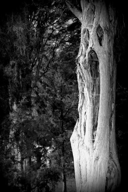 Free Tree Fash photo and picture