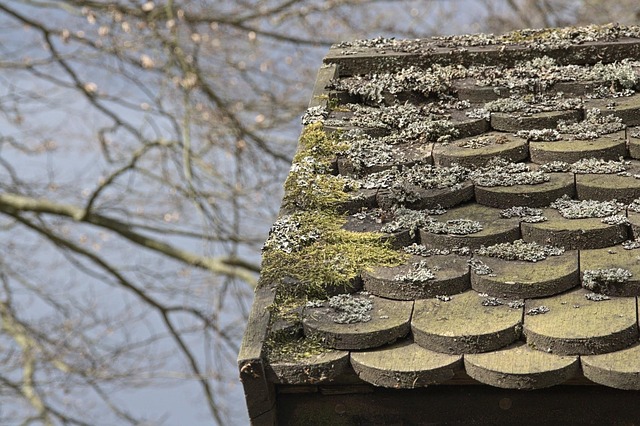 Free Fall Roof photo and picture