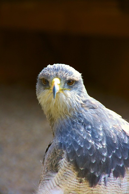 Free Raptor Birds Of Prey photo and picture