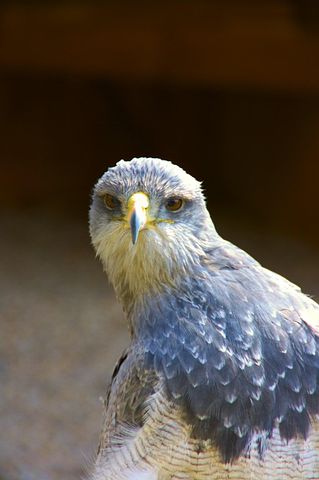 Light Blue Raptors 100+ Free Blue Raptor & Raptor Photos - Pixabay