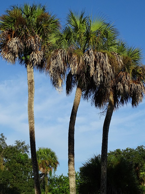 Palmen, Tropisch, Palme, Baum, Natur