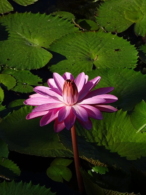 Seerose, Schöne Blumen