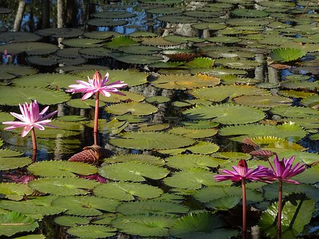 Seerose, Rosa, Blume, Natur, Wasser