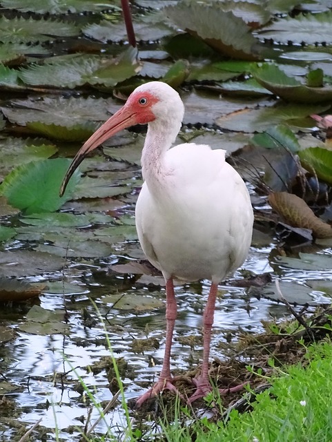 Ibis, Weiß, Vogel, Wasser, Waten, See