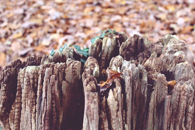 Free Tree Tree Stump photo and picture