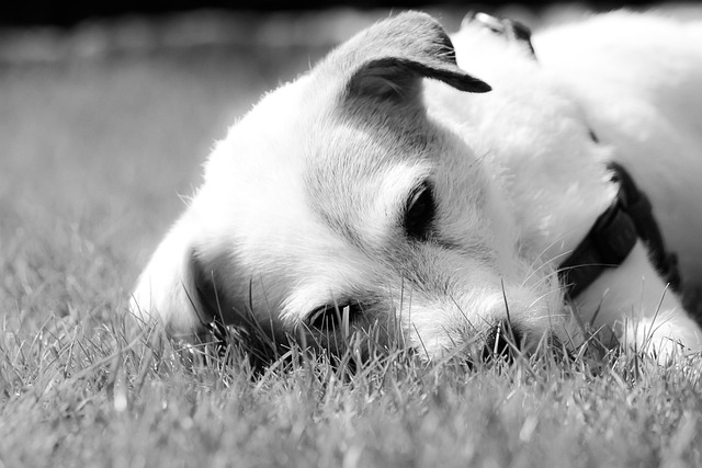 Jackrussel, Hund, Jæger, Dyr, Husdyr