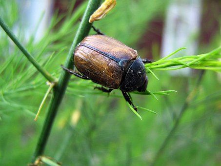Free Beetle Worm photo and picture