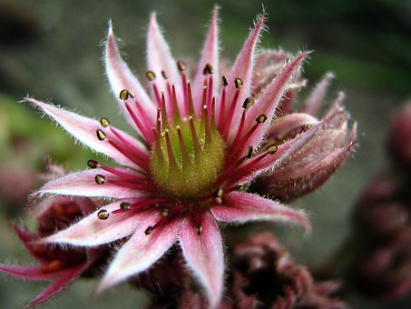 Free Flower Flower Background photo and picture