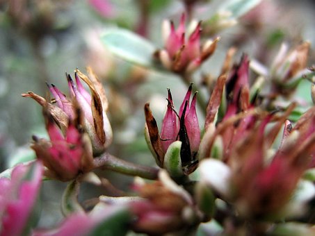 Free Flowers Rockeries photo and picture