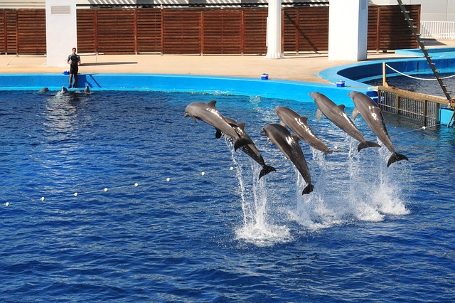 Free Dolphins Show photo and picture