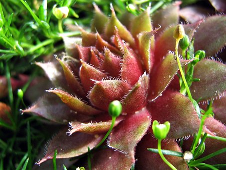 Free Flowers Rockeries photo and picture
