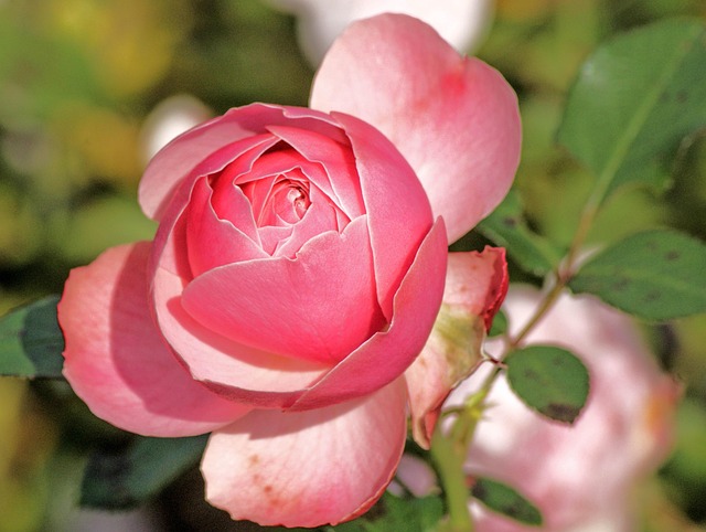 Free Rose Rose Flower photo and picture