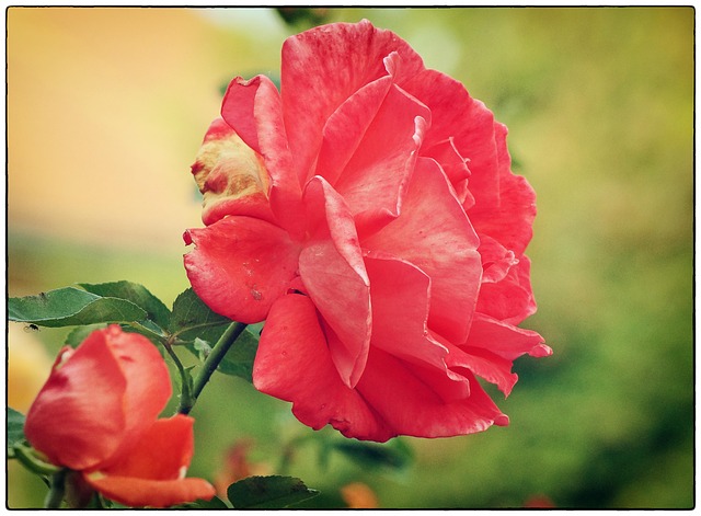 Free Rose Red Rose photo and picture