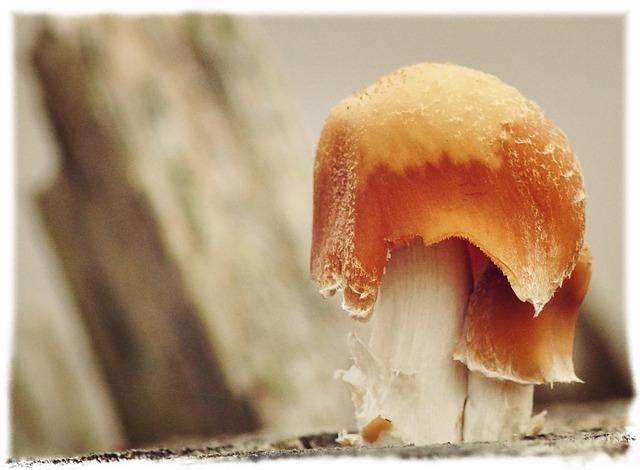 Free Mushroom Tree Mushroom photo and picture