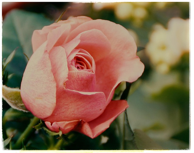 Free Rose Red Rose photo and picture