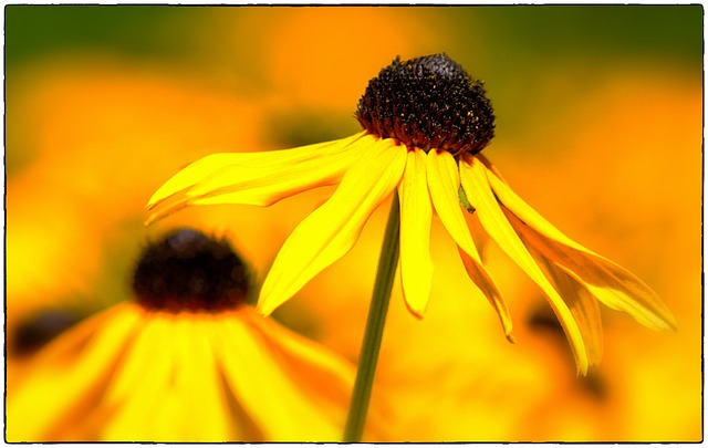 Free Coneflower Yellow Sun Hat photo and picture