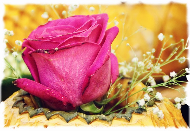 Free Rose Blossom photo and picture