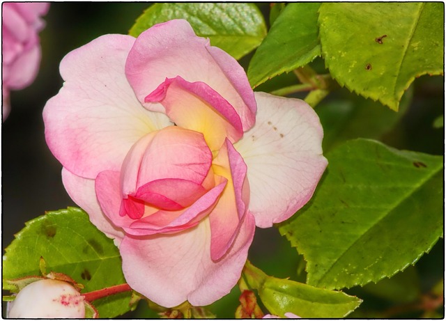 Free Rose Red Rose photo and picture
