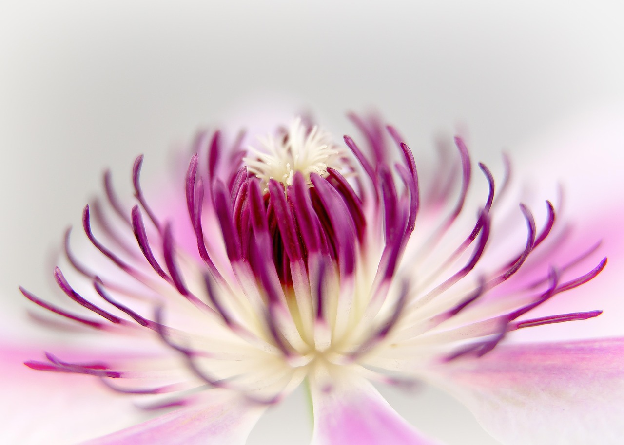 Clematis - free online jigsaw puzzle photo
