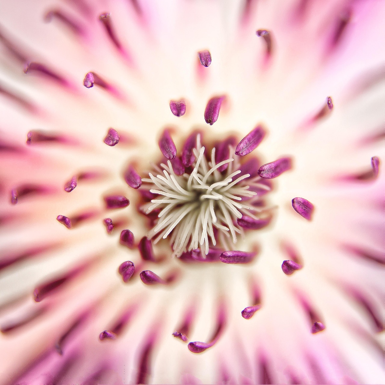 Clematis - free online jigsaw puzzle photo