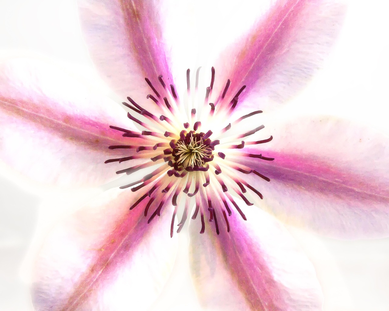 Clematis - free online jigsaw puzzle photo