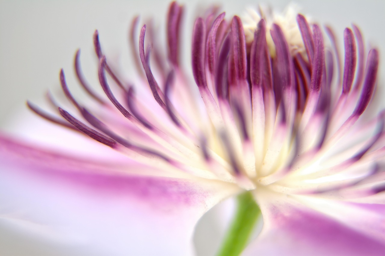 Clematis - free online jigsaw puzzle photo