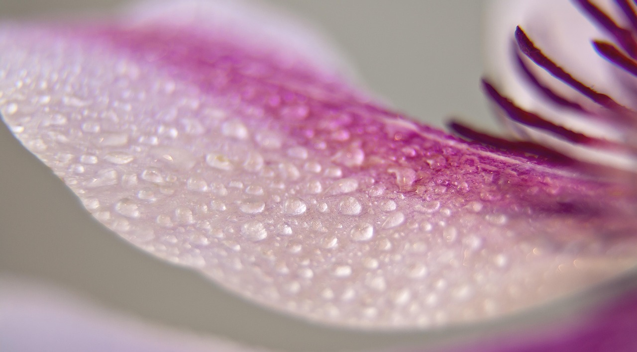 Clematis - free online jigsaw puzzle photo