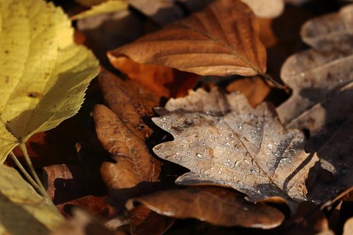 Free Fall Nature photo and picture