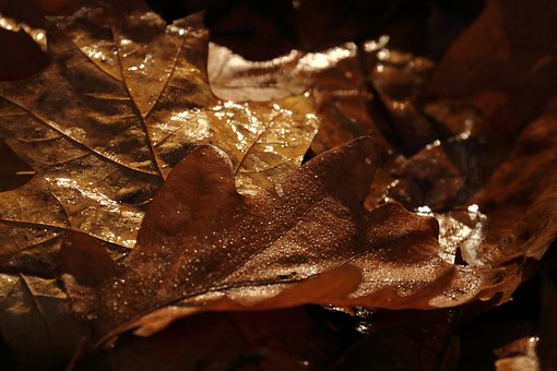 Free Autumn Leaves Brown photo and picture