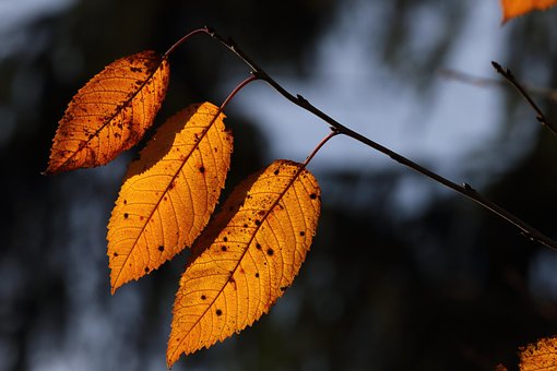 Free Autumn Leaves Nature photo and picture