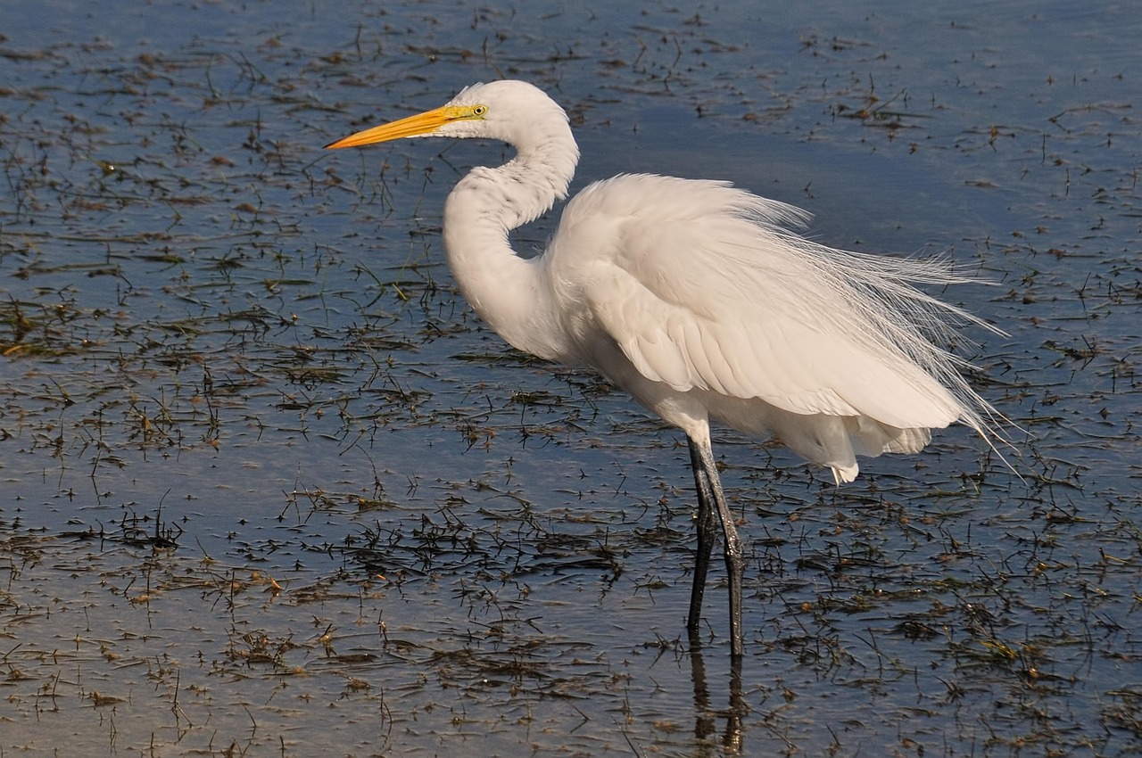 Egret Great Florida Free Photo On Pixabay Egret Great Florida Free Photo On Pixabay