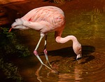 flamingo, bird, wading bird