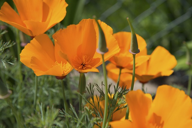 Free Poppy Flower photo and picture