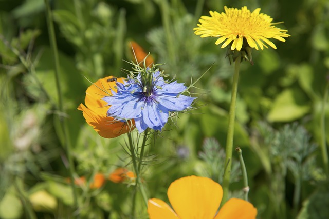 Free Poppy Flower photo and picture