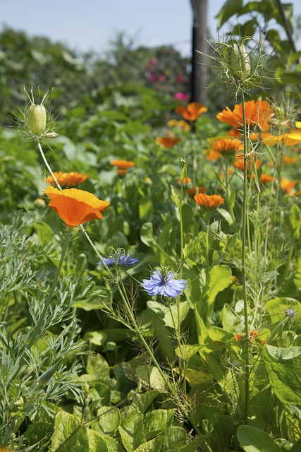 Free Poppy Flower photo and picture