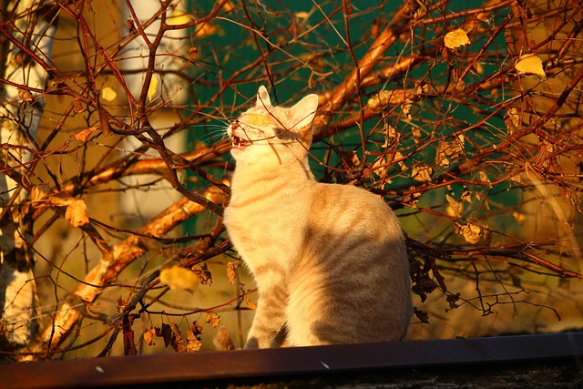 Nature Cat Fall Cat Fall Evening Light Autumn - Free photo on Pixabay - Pixabay