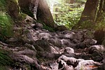 away, path, root