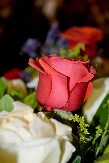 Free Rose Fix photo and picture