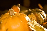 pumpkin, yellow, autumn